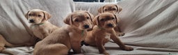 Labrador Retriever dogs for sale: Beautiful Yellow & Fox Red Labrador puppies. - Advert 21