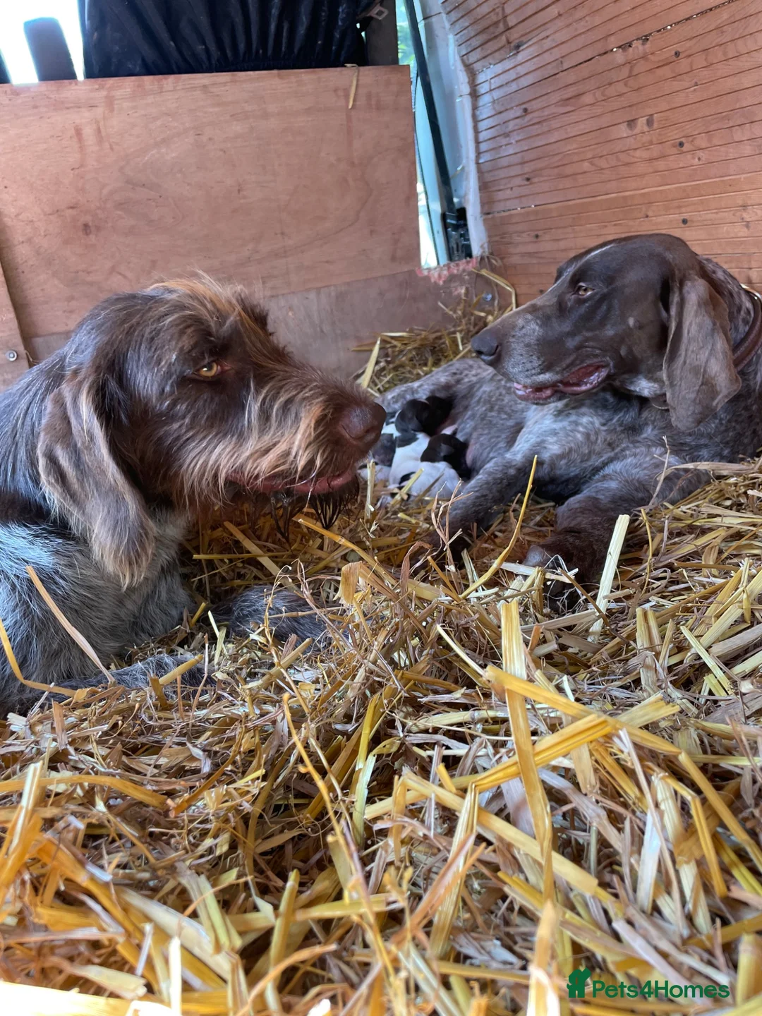 Mixed Breed dogs for sale: Puppies mum and dad here great nature rock steady  - Advert 1