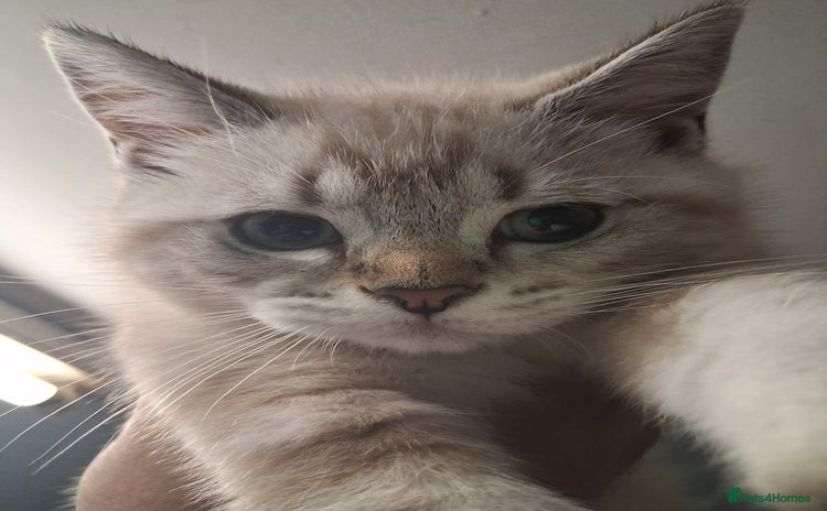 Scottish Fold cats - Advert 16