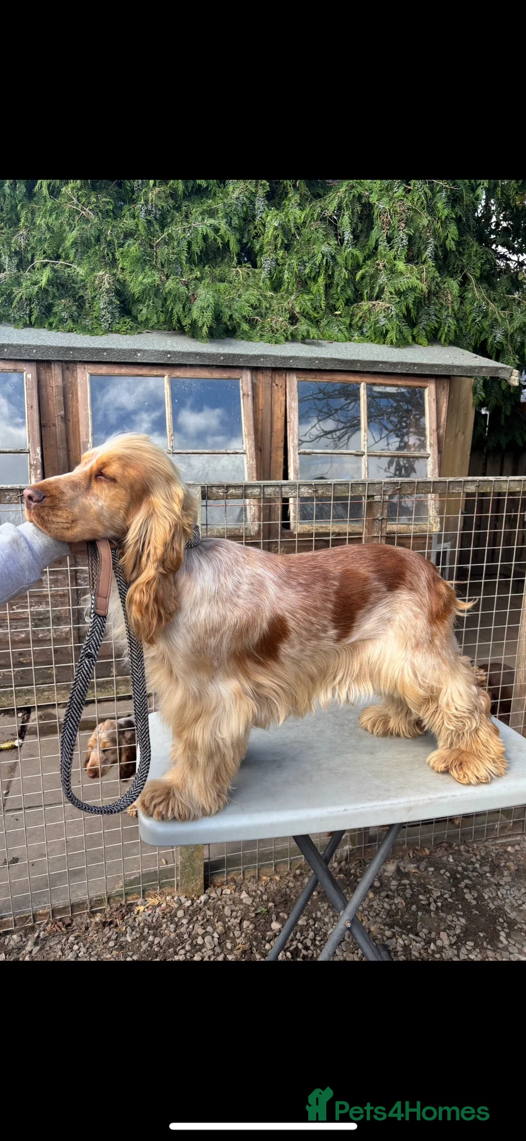 Cocker Spaniel dogs for sale: Show cocker spaniel pups - Advert 17