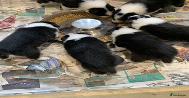 Border Collie dogs - Advert 9