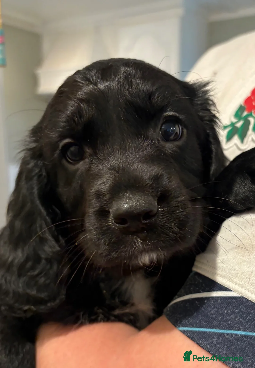 Cockerdor dogs for sale: Beautiful Cockerdor Puppies  - Advert 1
