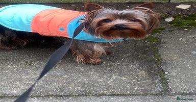 Yorkshire Terrier dogs in Manchester - Advert 16
