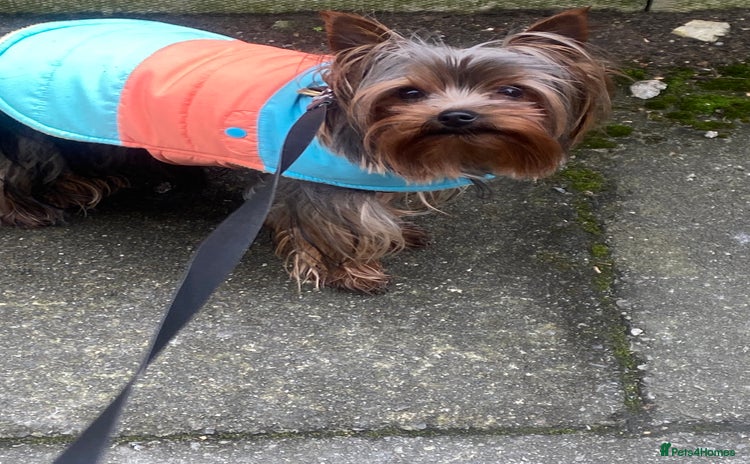 Yorkshire Terrier dogs in Manchester - Advert 5
