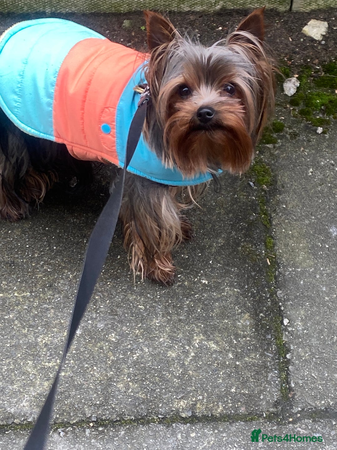 Yorkshire Terrier dogs for stud: KC registered Yorkshire Terrier Stud dog  in Manchester - Image 1