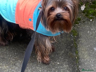 Yorkshire Terrier dogs in Manchester - Advert 7