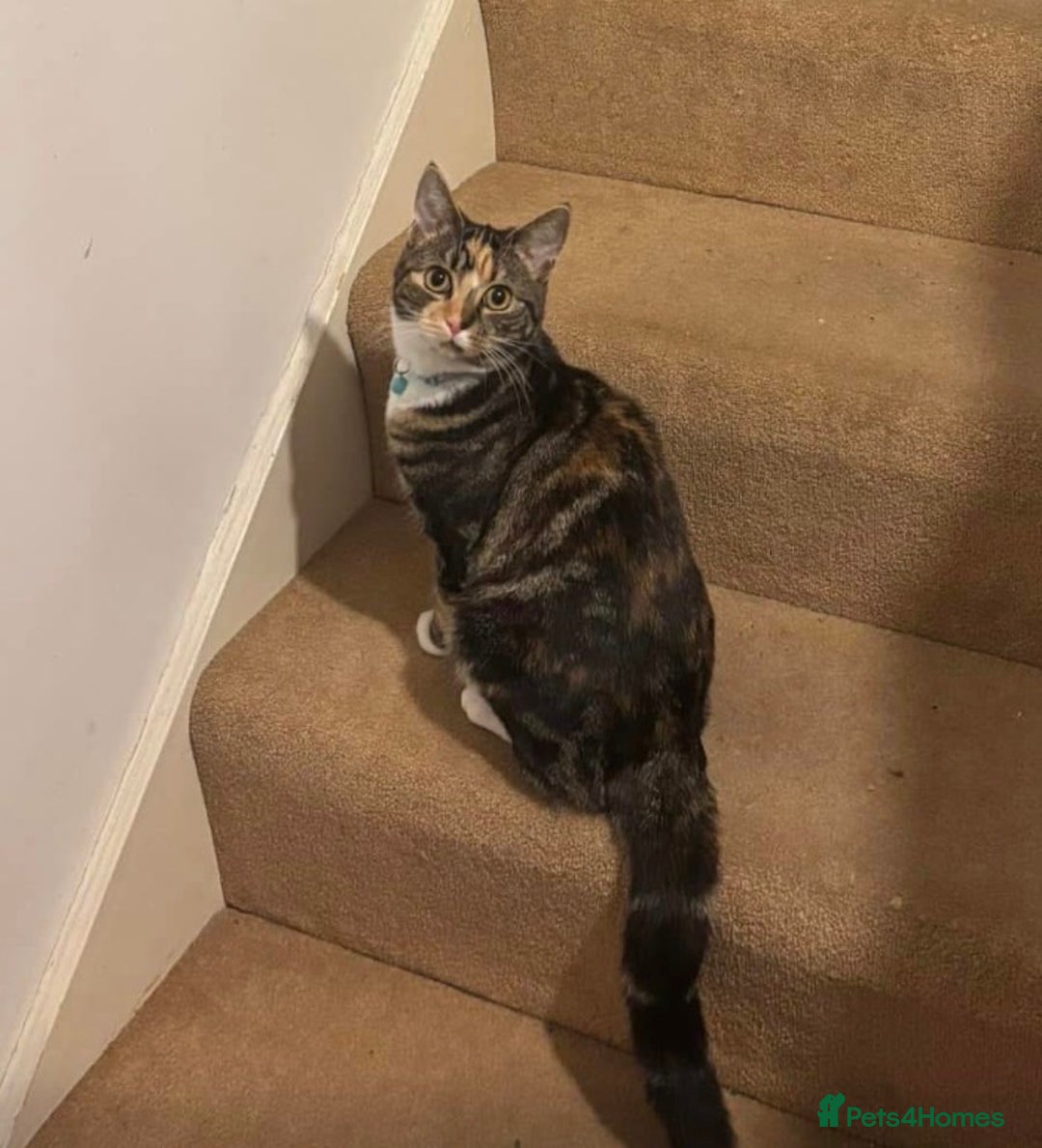 Domestic Shorthair cats for sale: Beautiful Bonnie - Advert 2