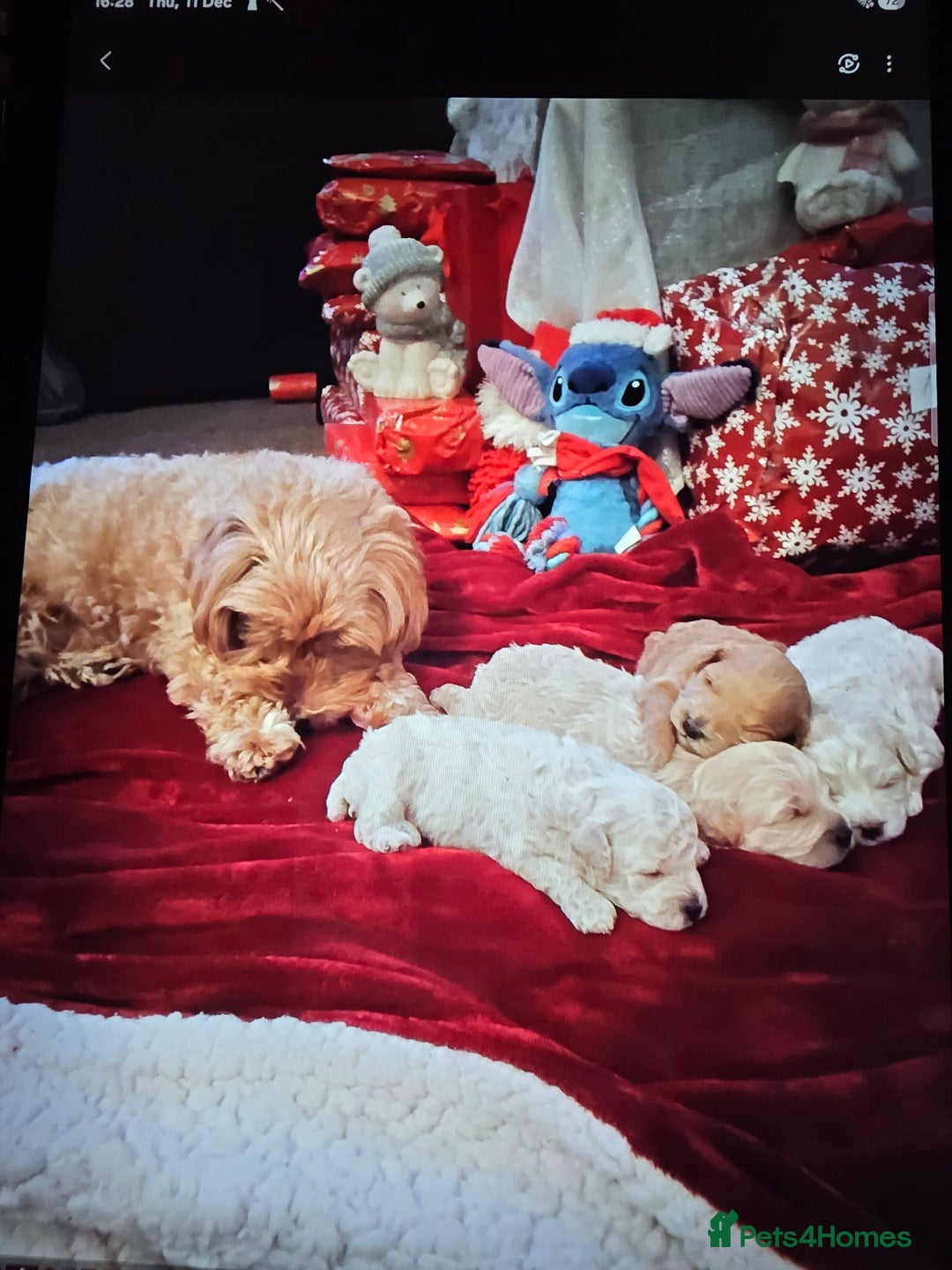 Maltipoo dogs for sale: 🐾 Beautiful Maltipoo Puppies  - Advert 9