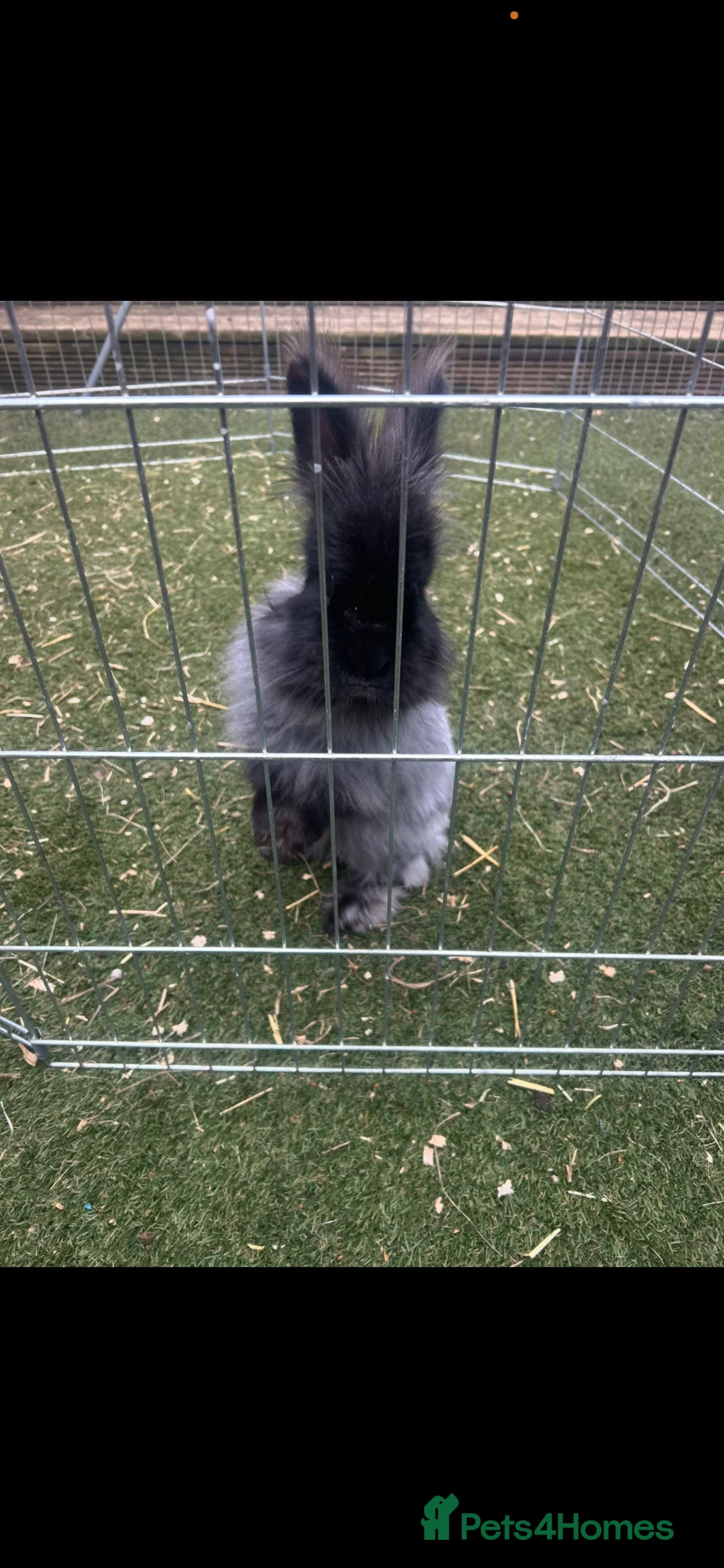 Angora rabbits for sale: Angora buck and baby’s for sale  - Advert 1