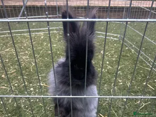 Angora rabbits Angora buck and baby’s for sale - Advert 2