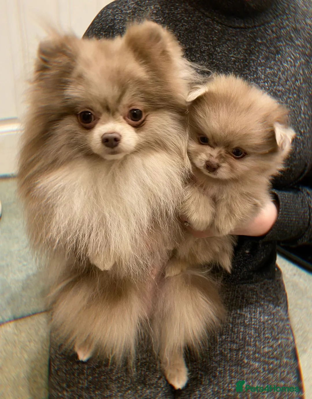 Pomeranian dogs for stud: Well proven gentleman. Surrey! 🧬 LILAC MERLE  in Camberley - Advert 2
