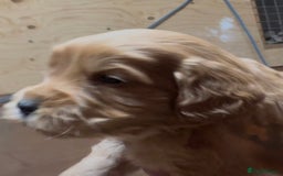 Cockapoo dogs for sale: Cockapoo puppies  - Advert 2