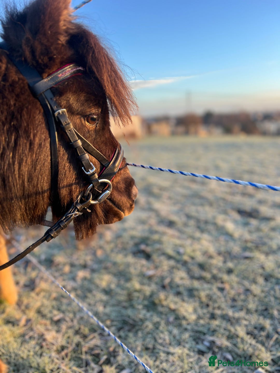 Shetland pony horses for sale: Registered Shetland pony  - Advert 3