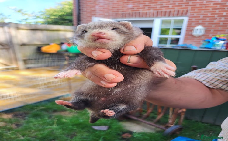 Ferret rodents - Advert 3