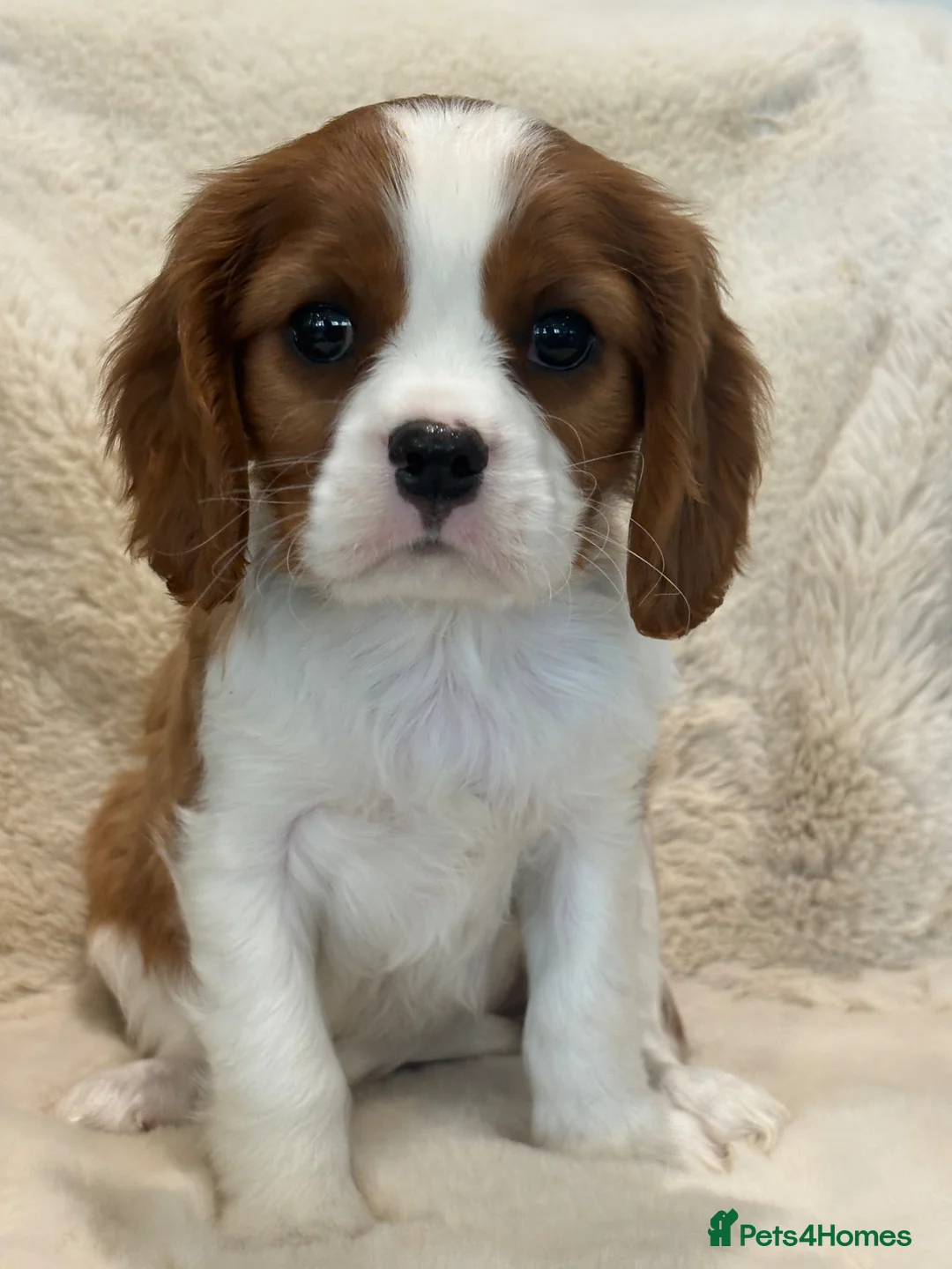 Cavalier King Charles Spaniel dogs for sale: Extensively health tested cavalier pups  - Advert 23