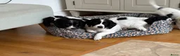 Cocker Spaniel dogs for sale: Working cocker spaniel puppies, Penylan, Cardiff  - Advert 9