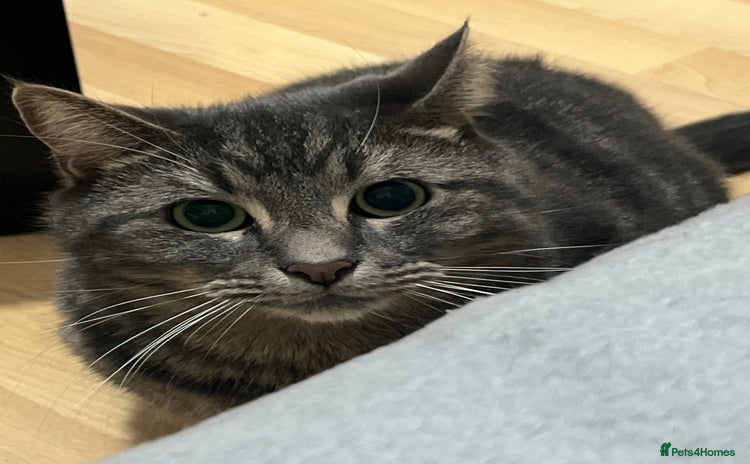 Domestic Shorthair cats - Advert 5