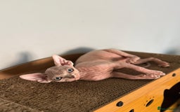 Sphynx cats for sale: Beautiful Sphynx Kittens Available  - Image 17
