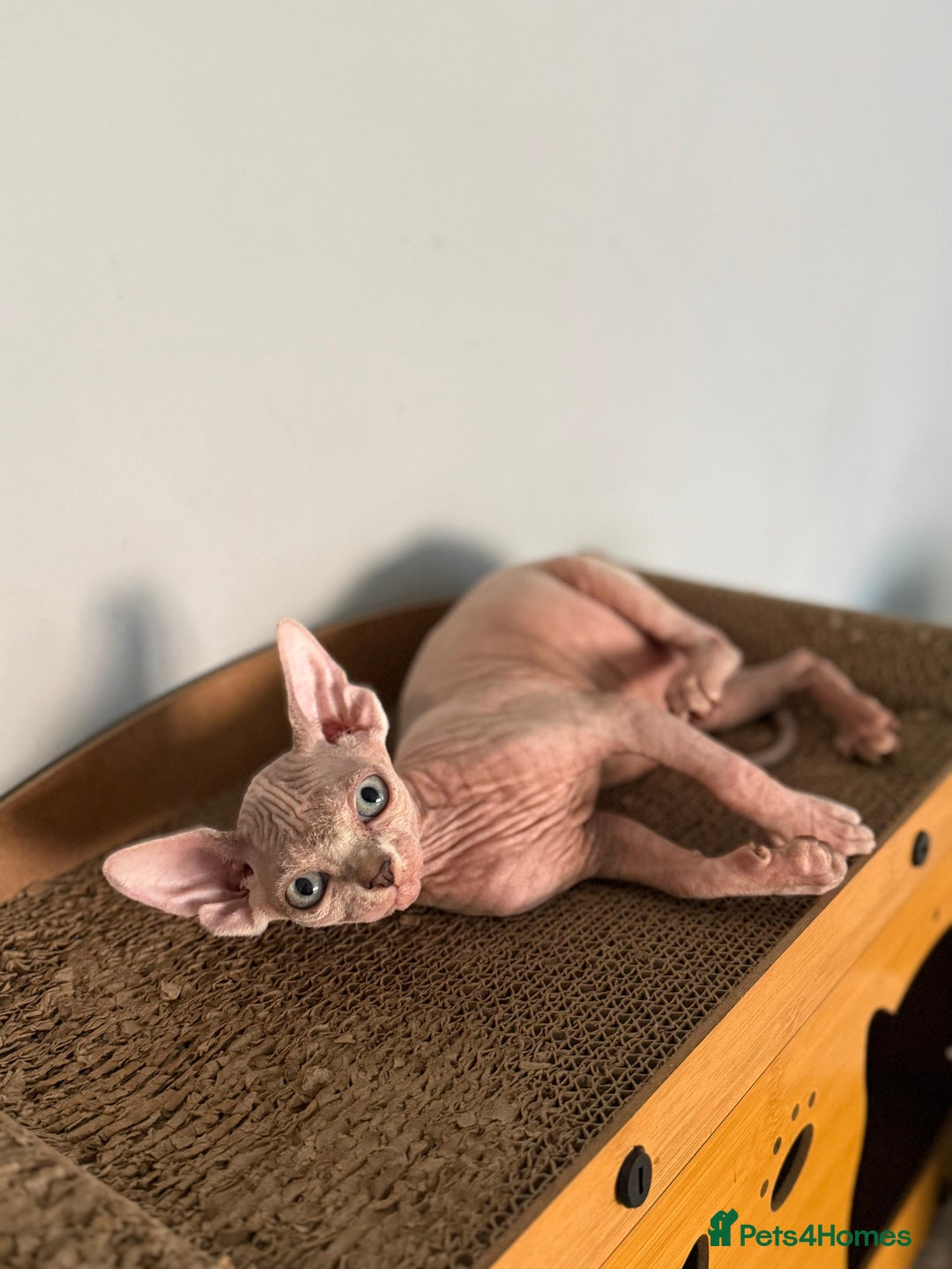 Sphynx cats for sale: Beautiful Sphynx Kittens Available  - Image 17