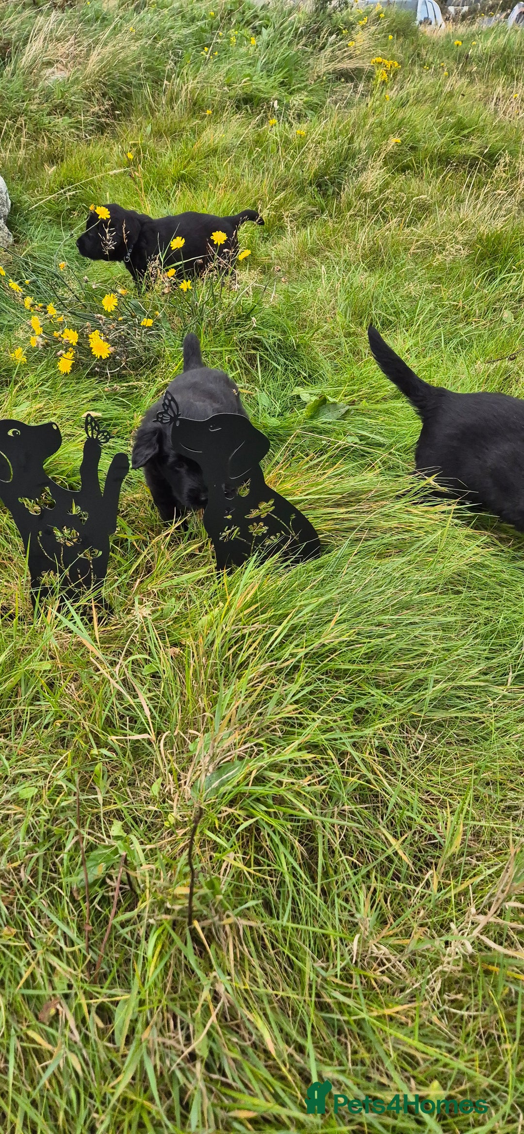 Flat coated Retriever dogs for sale: Flat coat retriever  - Image 27