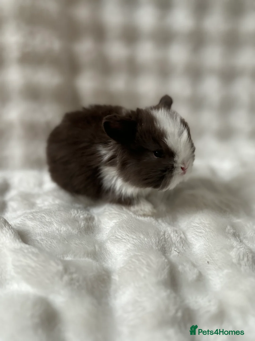 Mini Lop rabbits for sale: Beautiful Pure Bred Mini Lops - Advert 12