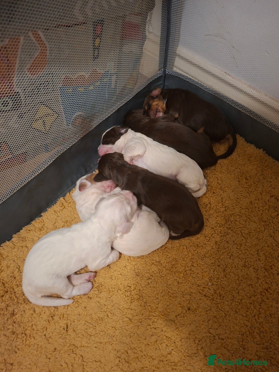 Mixed Breed dogs for sale: Beautiful Clumber spaniel x sprockers  - Image 19