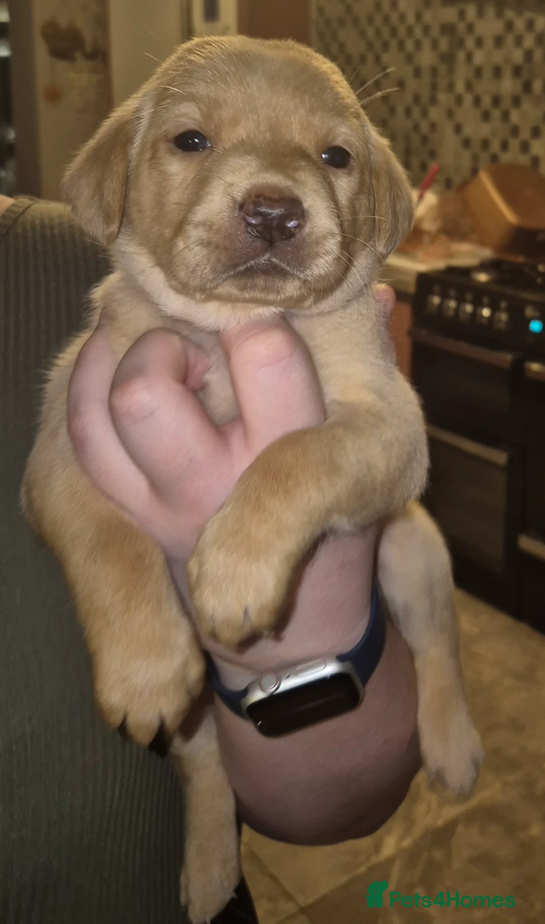 Labrador Retriever dogs for sale: Pedigree KC registered labrador pups. - Advert 26