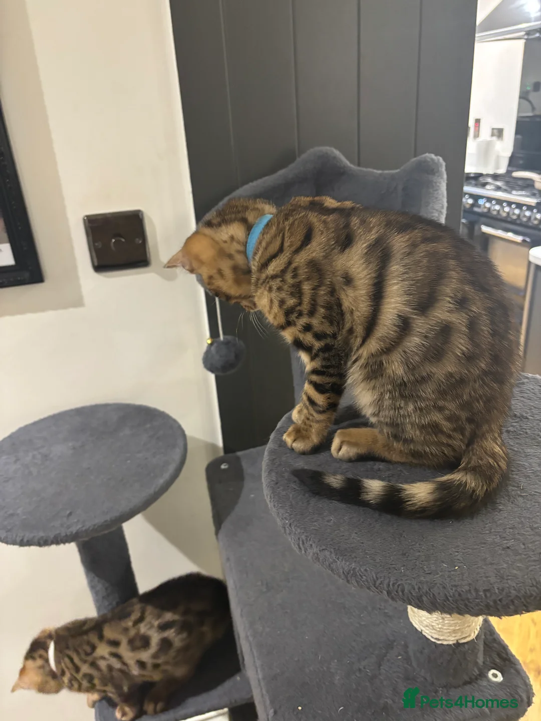 Bengal cats for sale: Pure bread Bengals - Advert 9