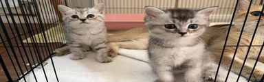 British Shorthair 1