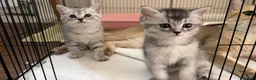 British Shorthair cats for sale: Beautiful Silver British Shorthair Cross Kittens - Advert 4