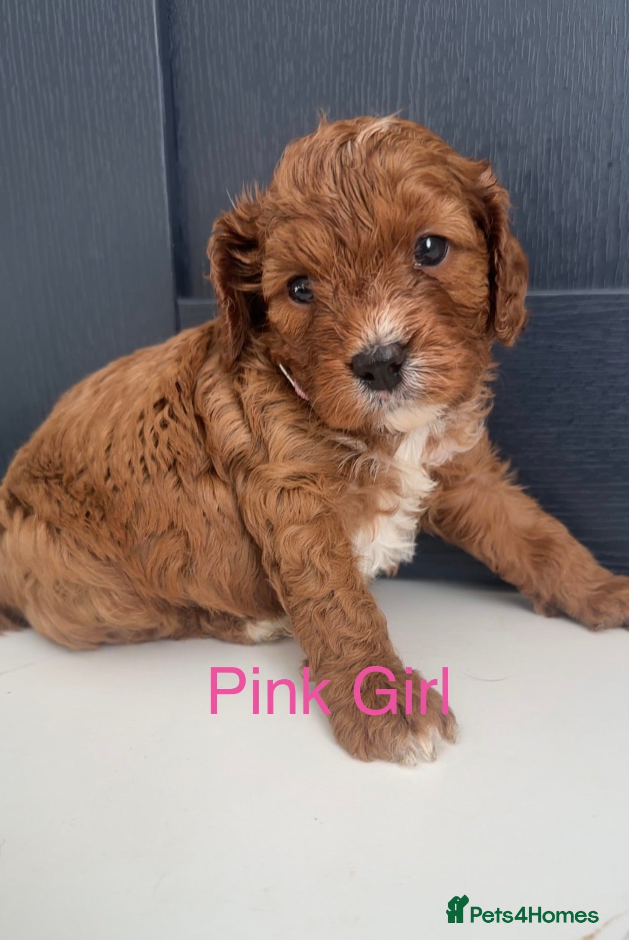 Cavapoo dogs F1 Cavapoo Puppies (Licenced Breeder) ⭐️⭐️⭐️⭐️⭐️ - Advert 1
