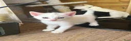 Mixed Breed cats for sale: Lovely kittens - Advert 7