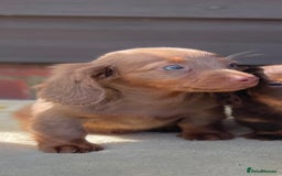 Miniature Dachshund dogs for sale: Long haired miniature Dashshund puppies  - Image 8