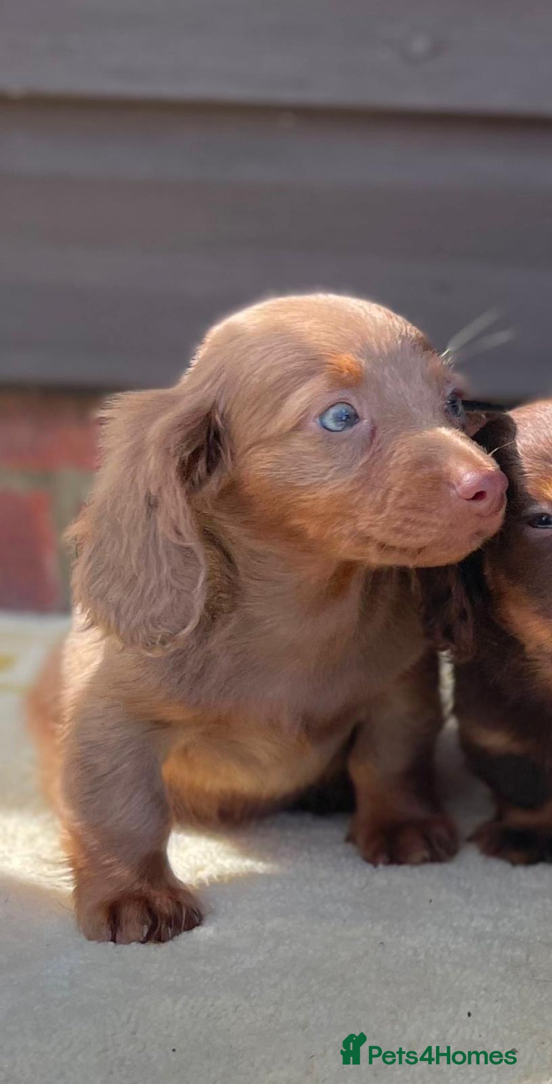 Miniature Dachshund dogs for sale: Long haired miniature Dashshund puppies  - Image 8