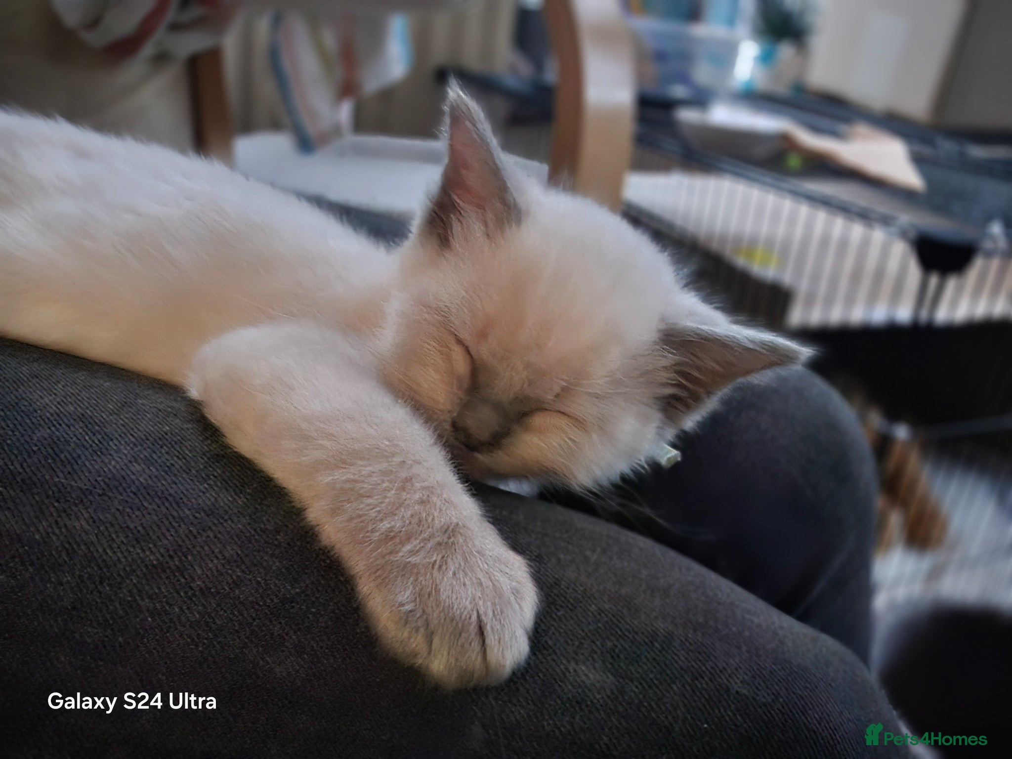 Ragdoll cats for sale: Gorgeous Ragdoll kittens  in Tetbury - Advert 10