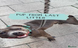 Staffordshire Bull Terrier dogs for sale: Ready Soon, KC reg, Full Vacs, BVA Eye tested 🐾 - Advert 8