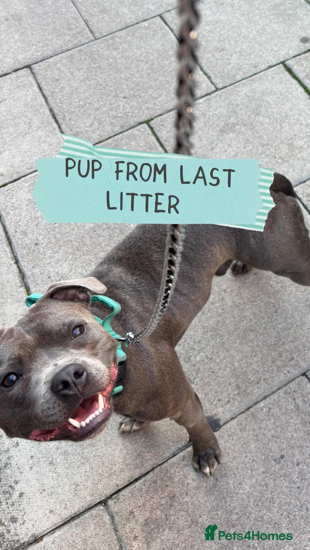 Staffordshire Bull Terrier dogs for sale: Ready Soon, KC reg, Full Vacs, BVA Eye tested 🐾 - Advert 8