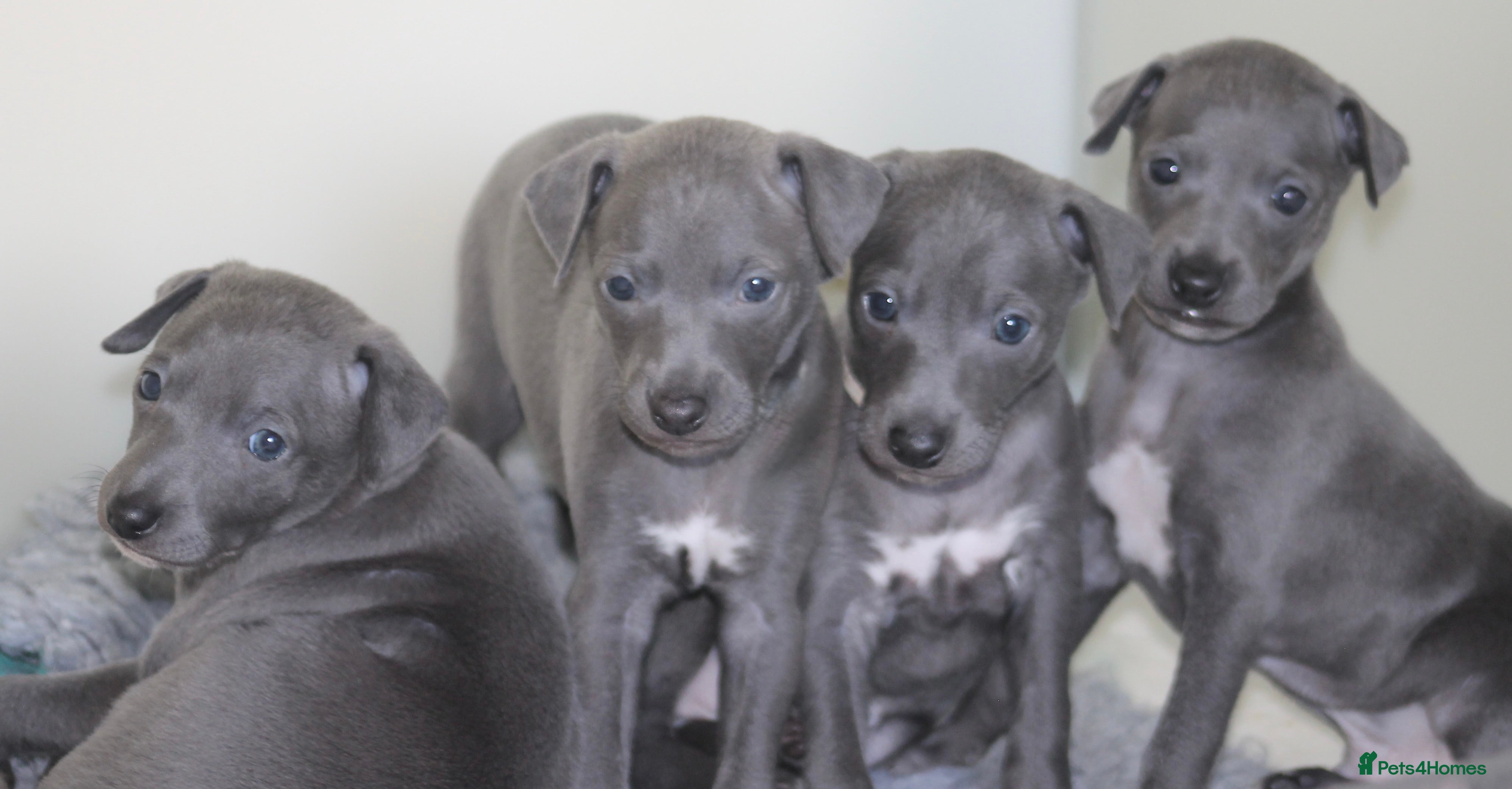 Italian Greyhound dogs KC Reg Italian Greyhound only 1 available - Advert 16