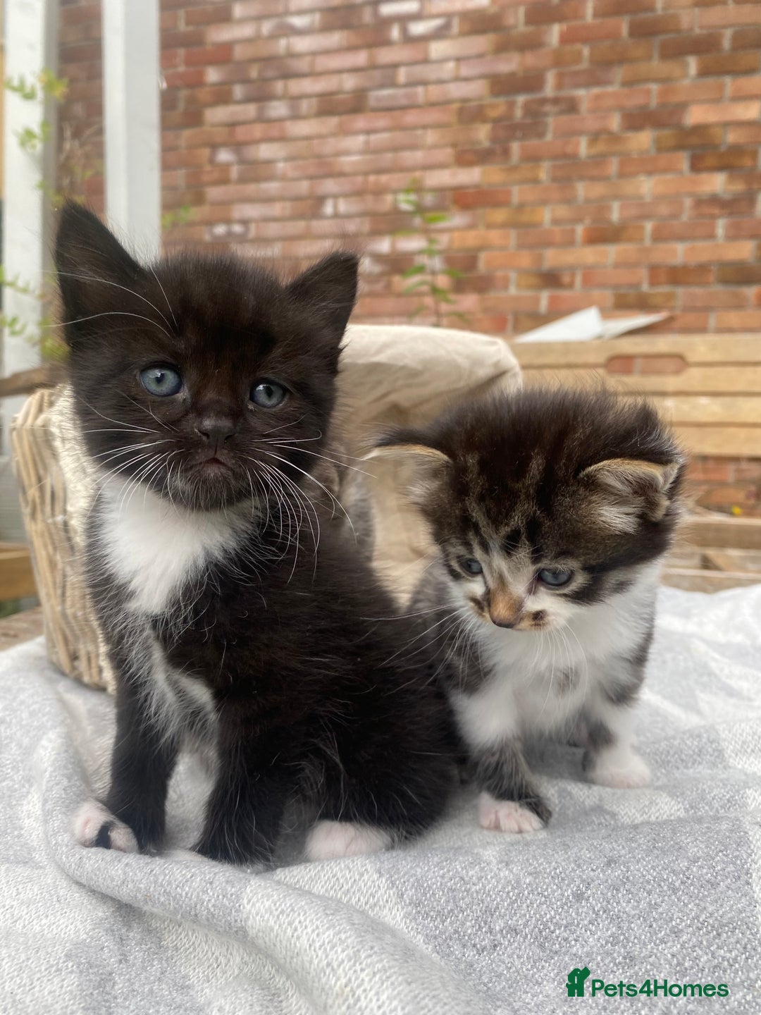Mixed Breed cats for sale: Fluffy mixed tabby kittens  - Image 17
