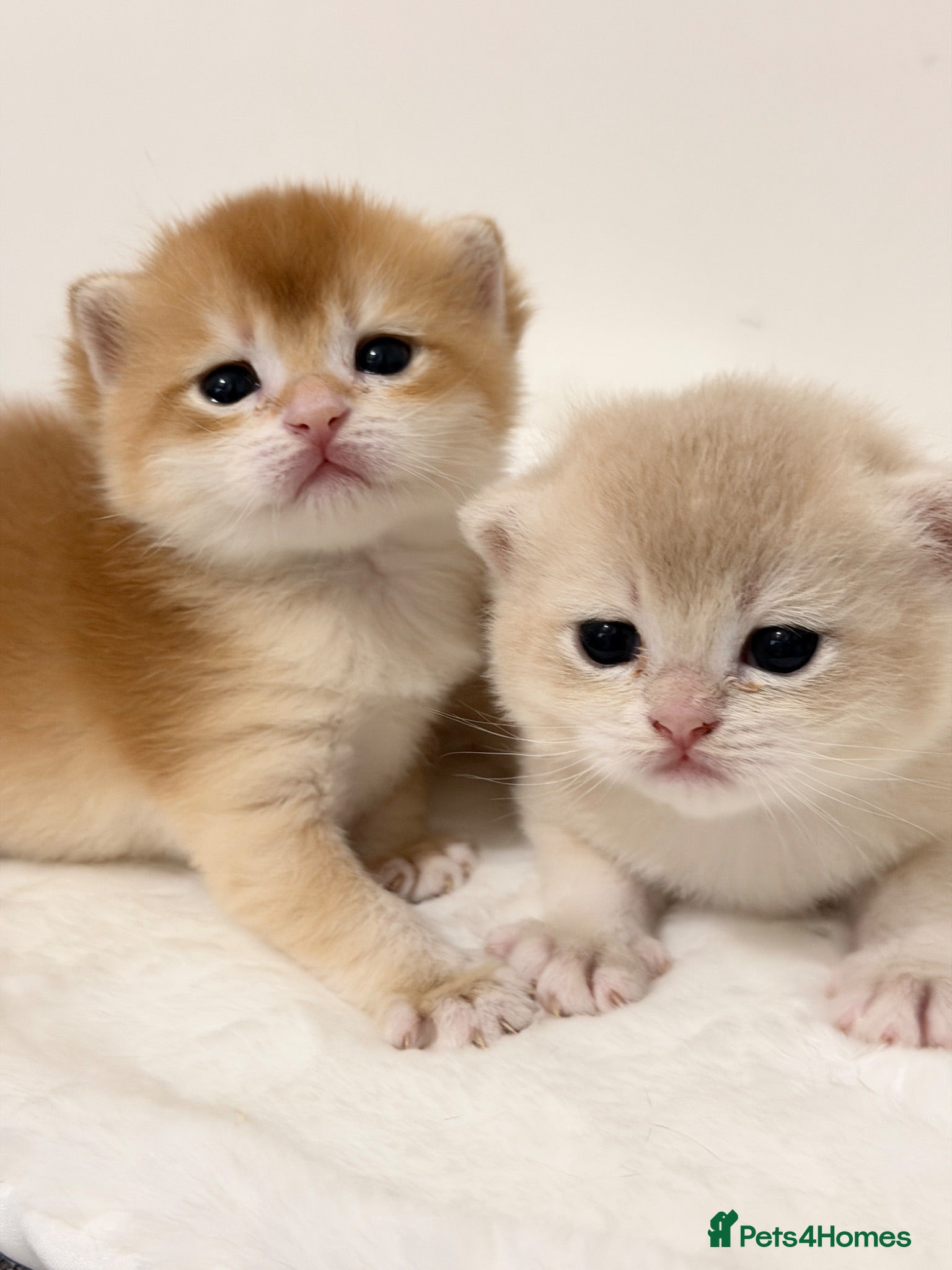 British Shorthair cats BSH Golden kittens Ecx show quality, Tica reg  - Advert 2