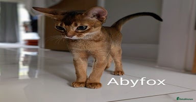Abyssinian cats in Ruislip - Advert 14