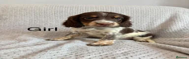 Cocker Spaniel 7