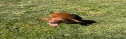 Miniature Dachshund dogs for sale: Last Male Miniature Dachshund Available Now - Advert 3