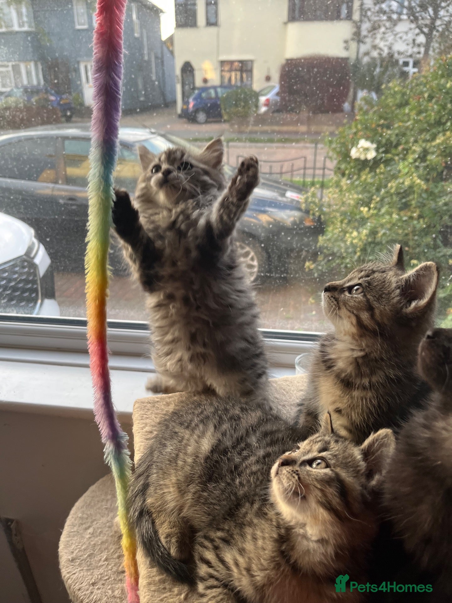 Persian cats Beautiful Persian X Bengal kittens for sale - Advert 6