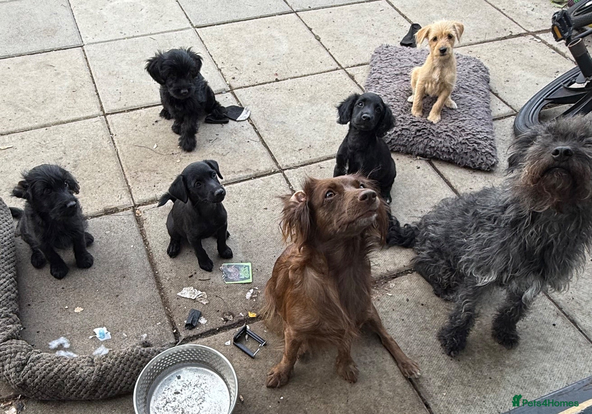 Mixed Breed dogs Beautiful Crossbreed Puppies Ready For New Home - Advert 1