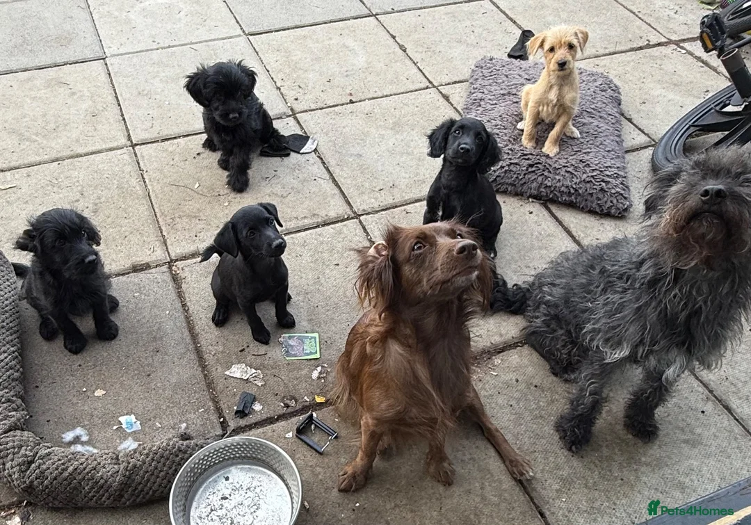 Mixed Breed dogs for sale: Beautiful Crossbreed Puppies Ready For New Home - Advert 1