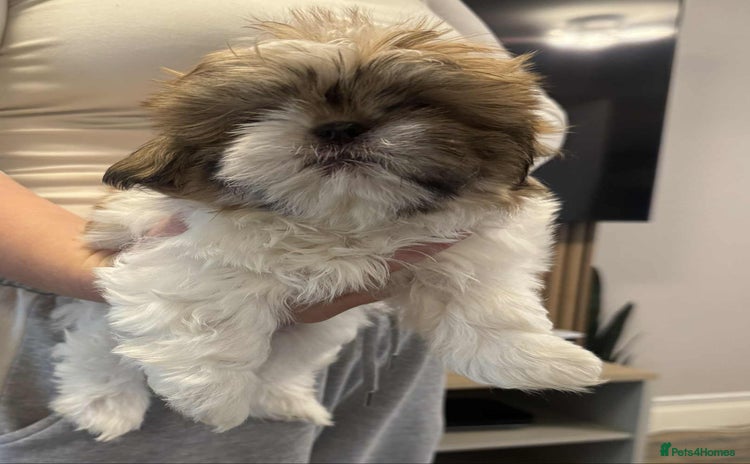 Shih Tzu dogs - Advert 2