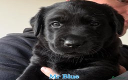 Labrador Retriever dogs for sale: 5* breeder🐾beautiful glossy black puppies ❤️  - Image 38