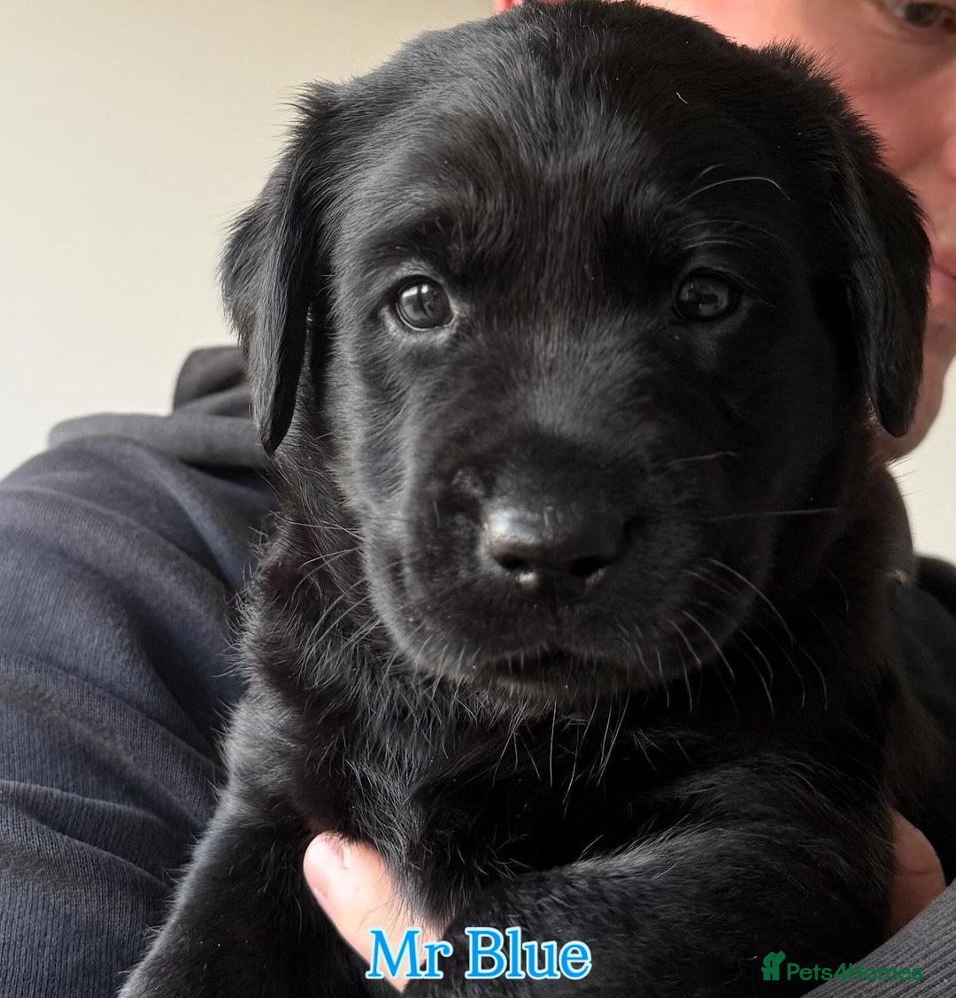 Labrador Retriever dogs for sale: 5* breeder🐾beautiful glossy black puppies ❤️  - Image 38