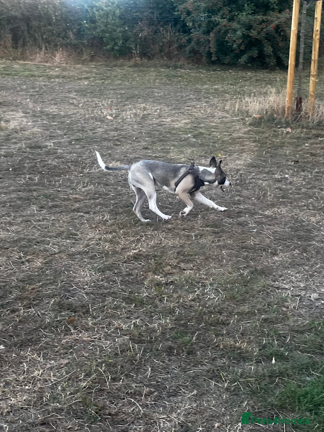 Mixed Breed dogs for sale: Dog for sale  - Image 3